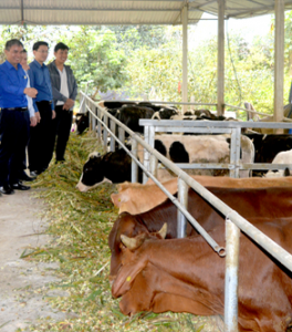 Applying nanotechnology in cattle farming