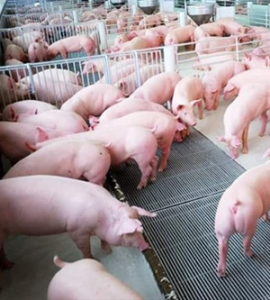 Applying nanotechnology in pig farming