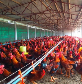 Applying nanotechnology in chicken farming